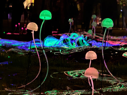 VIVID Guided Photo Walk