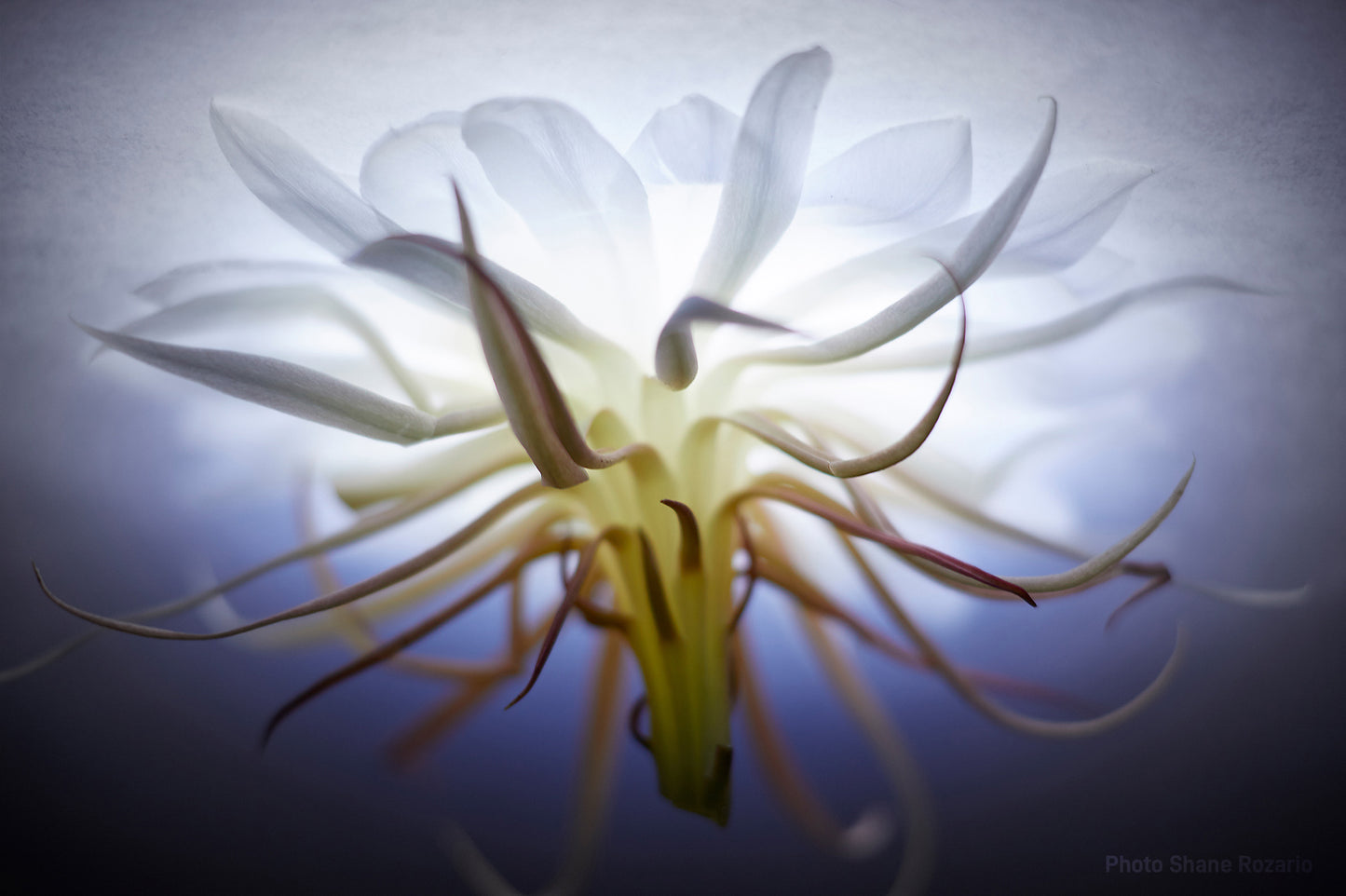 ReFrame: Phone Photography Course