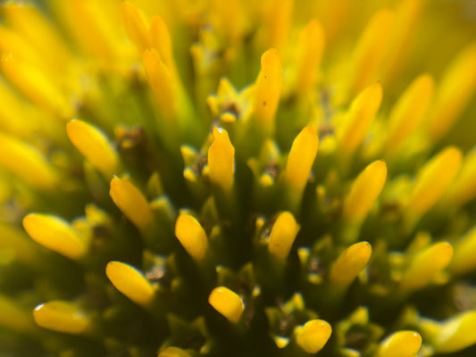 WCC - CloseUp/Macro & editing for Phone Photographers