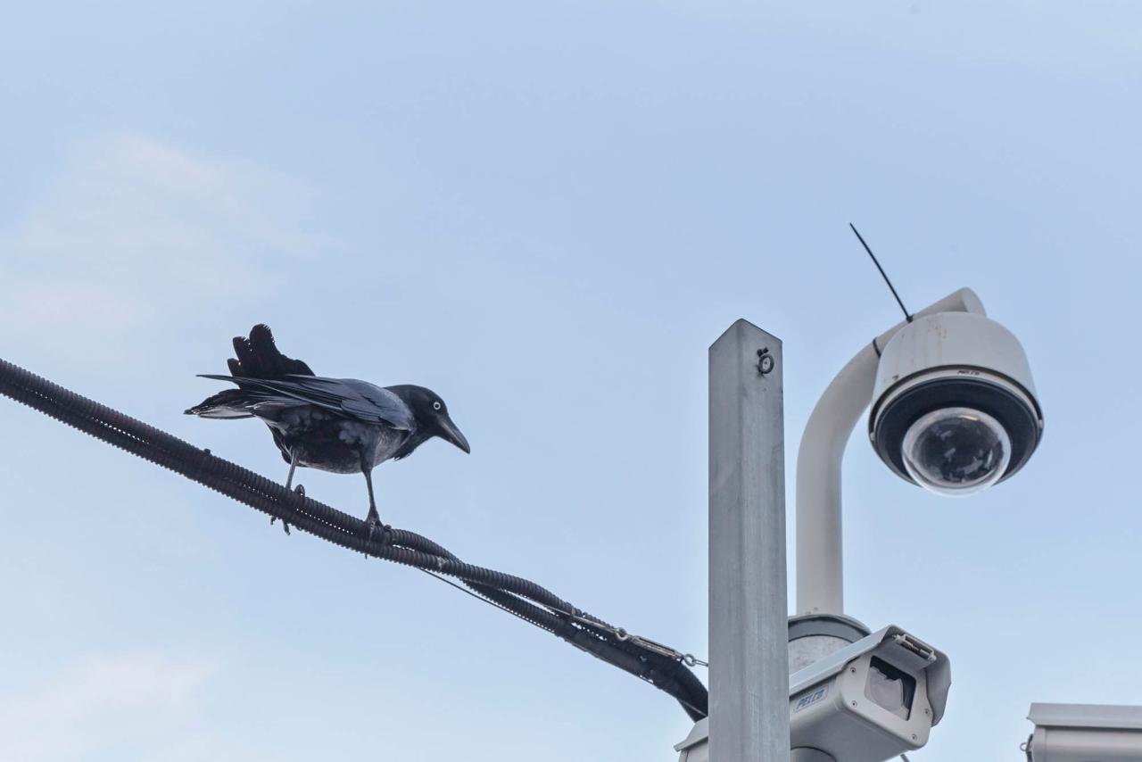 FREE Photo Challenge / Photo Walk — The Rocks, Sydney