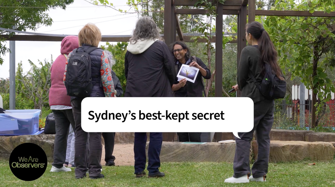 Sydney's best kept secret — WeAreObservers mini Phone Photo Course at the Randwick Sustainability Hub, in Randwick Council.